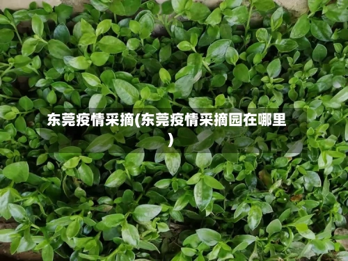 东莞疫情采摘(东莞疫情采摘园在哪里)