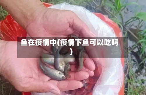 鱼在疫情中(疫情下鱼可以吃吗)-第2张图片