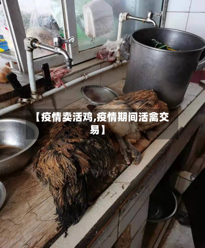 【疫情卖活鸡,疫情期间活禽交易】-第2张图片